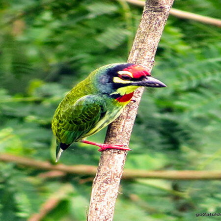 Bird Watching, Nature & Photography