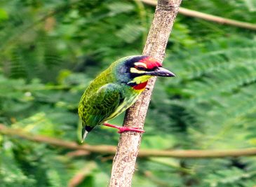 bird-watching-nature3